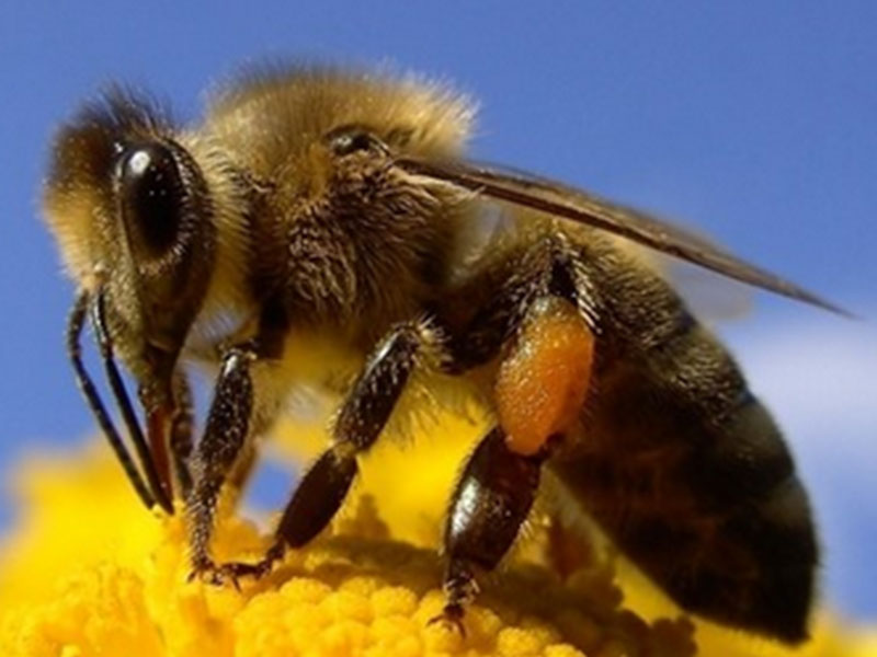 मधमाश्या