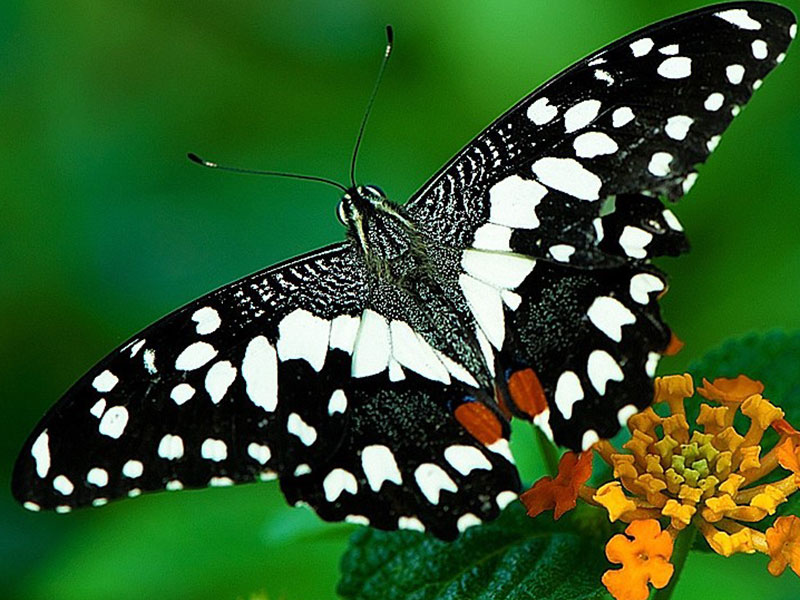 Schmetterling-1