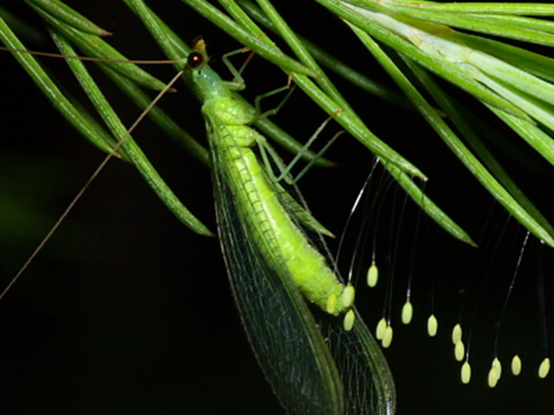 ලේස් කිරීම