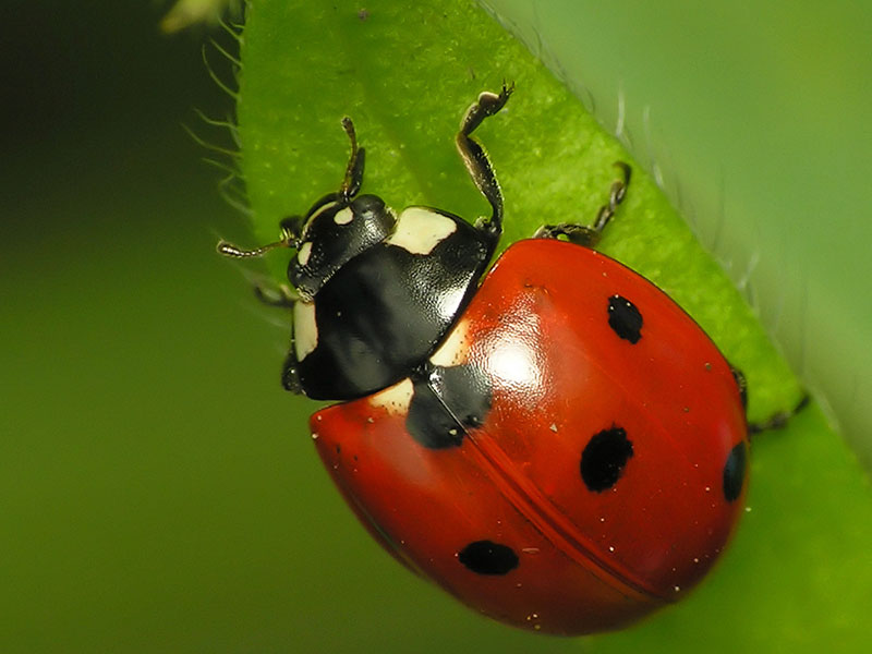 mga ladybug