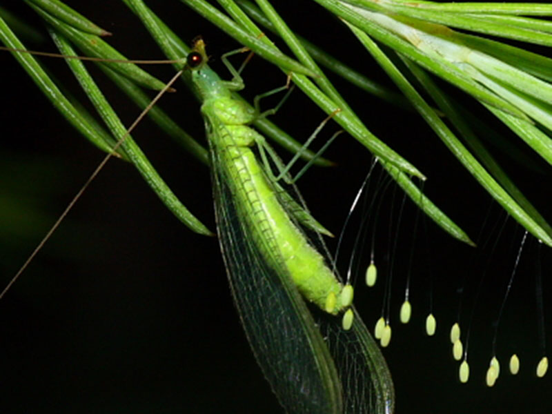 lacewing